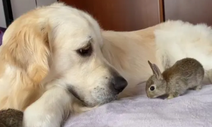 狗为什么会吃活兔子
