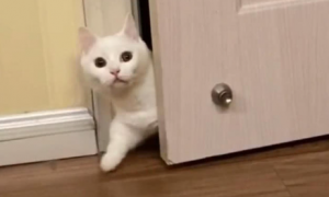 猫咪为什么不进房间了呢