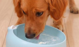 狗狗为什么多次喝水呢