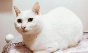 猫咪为什么叫白猫呢