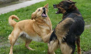 为什么狗狗总喜欢打架呢