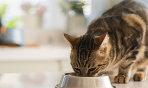猫咪只能吃饭是为什么