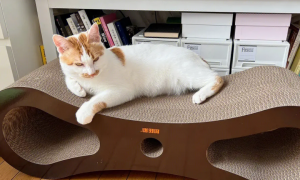 猫抓板是是是怎么做的?