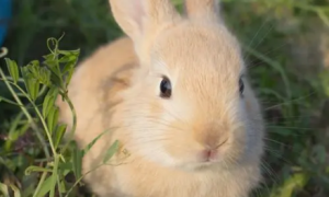 兔子能听懂人话吗