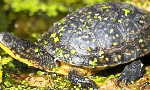 流星泽龟和欧洲泽龟区分