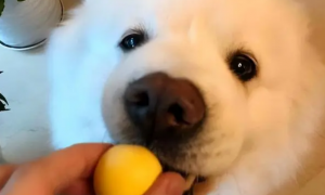 狗狗为什么不能吃太多蛋黄呢