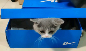 为什么猫咪喜欢睡鞋盒里