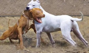 白色加纳利犬图片