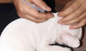 宠物狗家养必须打疫苗吗视频