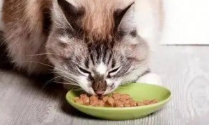 蔬菜猫粮为什么猫咪不吃呢