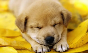 幼犬睡着了呼吸很快正常吗