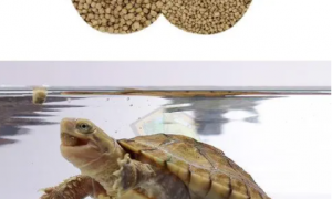 幼龟龟粮推荐