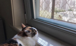 猫咪为什么蹭门窗呢