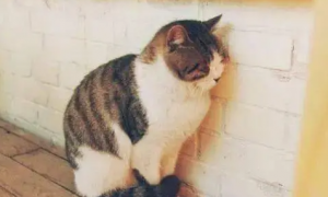 猫咪为什么扒墙角呢