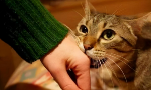 猫咪为什么会主动咬主人的手