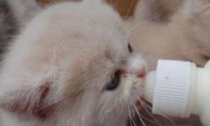 为什么猫咪吃奶呕吐