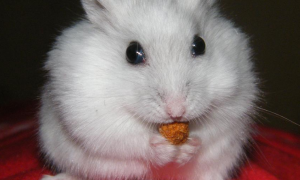银狐仓鼠最喜欢吃什么零食
