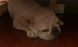 狗狗为什么喜欢睡床底