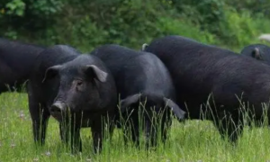 龙游黑猪是什么猪