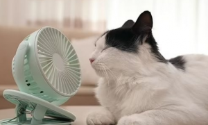 为什么猫咪都爱吹风扇呢