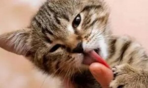 猫为什么喜欢舔主人