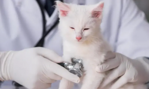猫咪为什么会得血栓