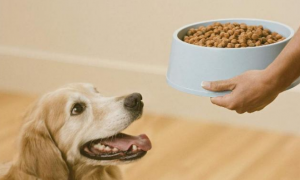 怎样才能让狗狗吃狗粮