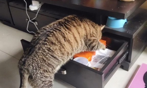 猫为什么喜欢翻柜子