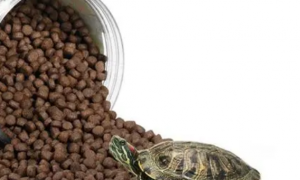 龟粮喂多少粒