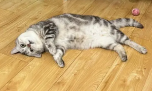 猫咪喜欢啃地板是为什么