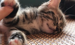 为什么猫咪睡觉时摸它会叫