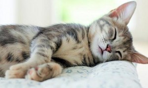 猫咪睡觉为什么有点发抖呢