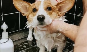 去宠物店给狗洗澡剪毛多少钱