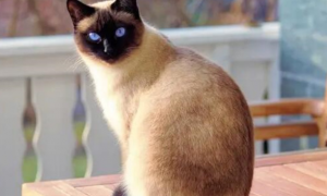 泰国暹罗猫价格多少钱一只