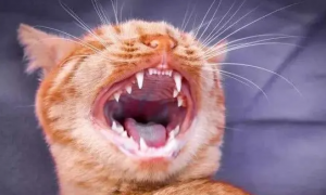 为什么猫咪没什么牙呢