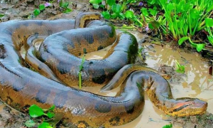 亚马逊热带雨林最大的蟒蛇