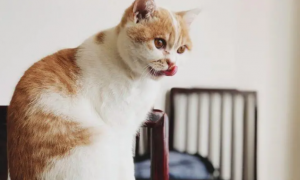为什么猫咪会产生臭味呢怎么办