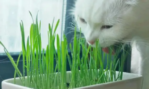 猫草可以吃多少