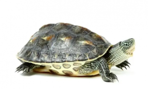 花龟怎么分辨年龄