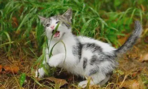 为什么猫咪不吃麦芽叶片呢