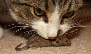猫咪为什么咬着老鼠叫呢