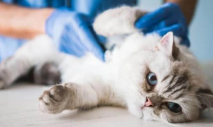 为什么猫咪会有肠梗阻的症状