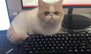 为什么猫咪要躺键盘