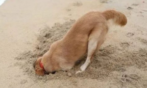 狗狗为什么懂得埋葬自己