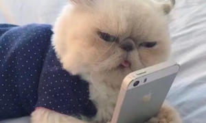 为什么猫咪会看手机看主人的眼睛