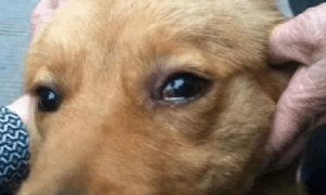 狗狗眼睛通红流泪是为什么
