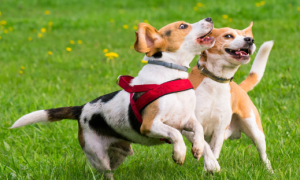 狗狗脊髓炎能自愈吗