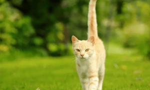猫为什么摇着尾巴走路