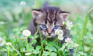猫和三叶草关系图片