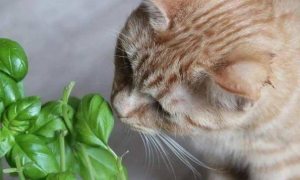 为什么猫咪喜欢茉莉花香